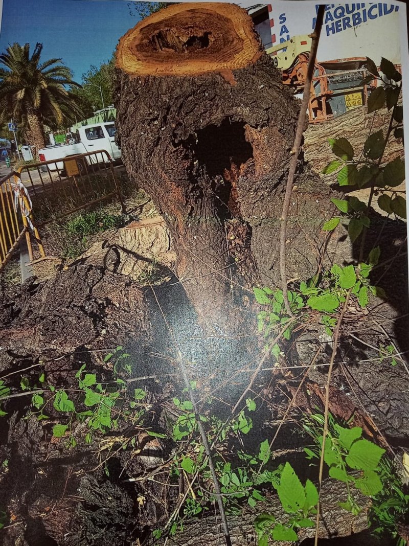 El Ayuntamiento de Villarrubia de los Ojos realiza una mejora de urgencia en la Avda. Cristo Rey, donde árboles en mal estado ponían en riesgo la seguridad vial 